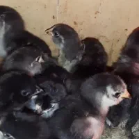 پیش فروش جوجه مرندی