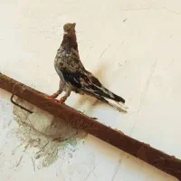 سرور هفت رنگ دم س چاپی