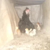 مرغ کرچ همراه ۱۲عددجوجه خروس بزرگ ونیمچه