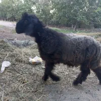 بره نر بختیاری روزگاری میش بز