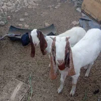 دو عدد کهره داشتی نمایشی