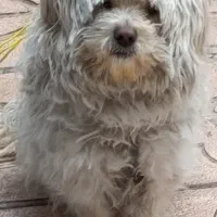 سگ شیتزو کراس