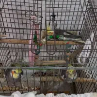 فروش عروس هلندی بالغ نر