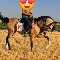 نریان درهشوری|اسب و تجهیزات اسب‌سواری|شیراز, احمدآباد|دیوار