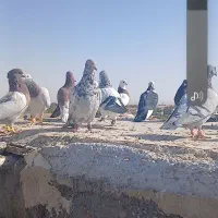 سلام خدمت عشق بازان|پرنده|تربت جام, میرقوام الدین|دیوار