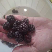 شاتوت
