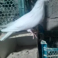 کبوتر|پرنده|بافت, |دیوار