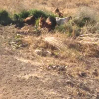 مرغ محلی جوان امسال تخم گذار