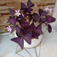 گل اگزالیس بنفش