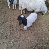 فروش بره چاق