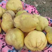هیوا
