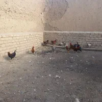 خروس|حیوانات مزرعه|قم, چهار امامزاده|دیوار