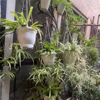 گلدان های گندمی|گل و گیاه طبیعی|تهران, دربند|دیوار