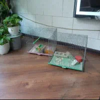 ۴عدد قفس با لوازم و یک جفت مرغ عشق خاص|لوازم جانبی حیوانات|تهران, والفجر (افسریه)|دیوار