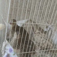 بلدرچین ماده