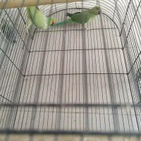 طوطی ملنگو ، برزیلی ، عروس و مرغ عشق|پرنده|ابهر, |دیوار