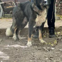 سگ قفقازی ماده نگهبان الابای سراب ژرمن|سگ|تهران, تهرانپارس شرقی|دیوار