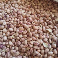 حبوبات به شرط مرجوعی|خوردنی و آشامیدنی|شیراز, شهرک مطهری|دیوار