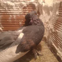 کفتر|پرنده|بومهن, |دیوار