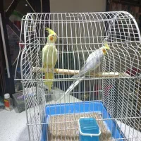 عروس هلندی مولد|پرنده|آبسرد, |دیوار