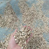 تخمه هندوانه اجیلی