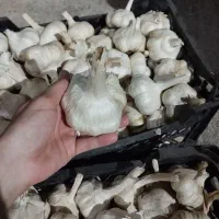 سیر|خوردنی و آشامیدنی|کامیاران, |دیوار