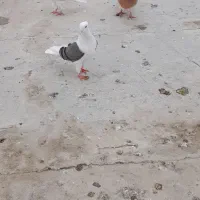 کفتر کله ایی|پرنده|میناب, |دیوار