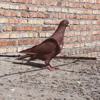 چهار تا حیوون تاختی فرفره