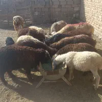 بره چاق