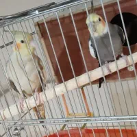 عروس هلندی