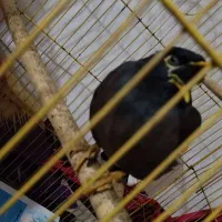 مرغ مینا|پرنده|جوادآباد, |دیوار