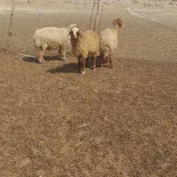گوسفند درغزانیه