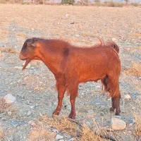 فروش دو عدد چپشت و نریغ در هشت بندی