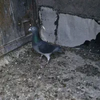 دوبر سرعتی|پرنده|اردبیل, |دیوار