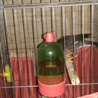 یک عدد مرغ مینا ۸ماهه باقفس|پرنده|کرج, مهرویلا جنوبی|دیوار