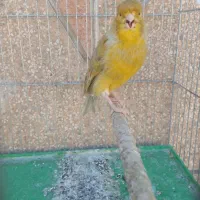 قناری دهن زن