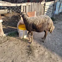 ۳ راس گوسفند آبس سنگین|حیوانات مزرعه|سیجوال, |دیوار