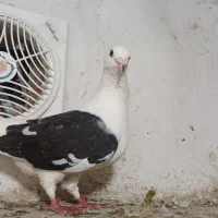 دوبال ماده بسیار درشت