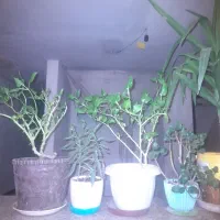 گلهای زیبا وشیک