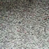 عدس