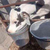 گوساله نر شیرخوار دورگ سیمینتال