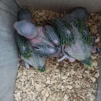 جوجه ملنگوسرلاکی پرورش خانگی