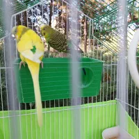 یک جفت مرغ عشق خوشگل