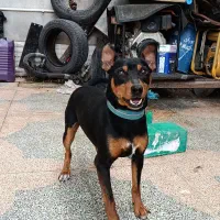 گم شده|حیوانات|سیرجان, |دیوار