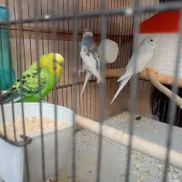 یک جفت مرغ عشق مولد با یک جفت فنچ|پرنده|اسلام‌شهر, صادقیه|دیوار