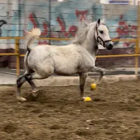 نریون ترکی کره دلدل آوه