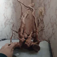 ریشه تزیینی آکواریوم