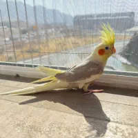 عروس هلندی ۳ ماهه