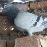 کبوتر عراق|پرنده|اهواز, نیوساید|دیوار