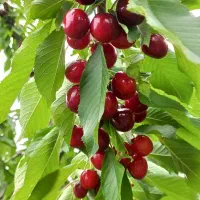 باسلام یک خانه ویلایی به فروش می‌رسد|فروش خانه و ویلا|مشگین شهر, |دیوار